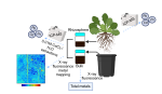 Illustration of the methods we use to measure metals in soils